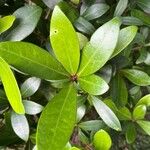 Skimmia japonica Thunb.Liść