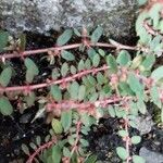 Euphorbia maculata Leaf