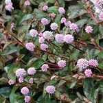 Persicaria capitata Floare