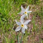 Narcissus obsoletus Flower
