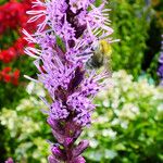 Liatris pycnostachya Flower