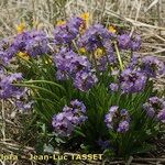 Primula auriculata Hábito