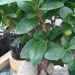 Ficus microcarpa Staniste