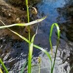Carex banksii Hábitos