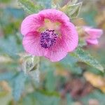 Anisodontea capensis 花