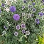 Echinops bannaticus Hábito