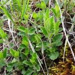 Teucrium chamaedrys Feuille