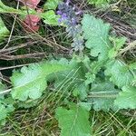 Salvia × sylvestris Fulla