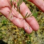 Vicia tetrasperma Leaf