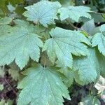 Acer circinatum পাতা