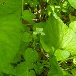 Viola striata Hábito