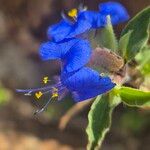 Commelina forskaolii