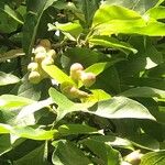 Antidesma venosum Fruit