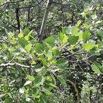 Populus alba 葉