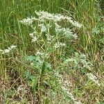 Eupatorium serotinumBloem