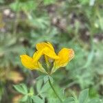 Lotus corniculatus عادت