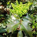 Berberis aquifolium Květ