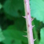 Rubus pruinosus Kabuk