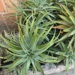 Aloe dawei Lapas