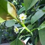 Clutia pulchella Flower