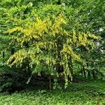 Laburnum alpinum Hábito