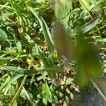 Bupleurum ranunculoides Leaf