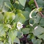 Stellaria media Blomma