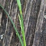 Carex hirta Blad