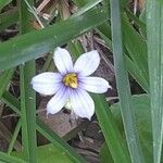 Sisyrinchium angustifolium 花