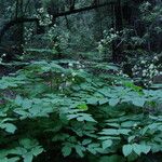 Aralia californica Liść