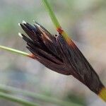 Schoenus nigricans Fruit