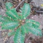 Phyllanthus niruri 葉