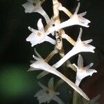Tridactyle aurantiopunctata फूल
