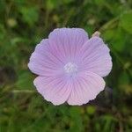 Malva hispanica Blomma