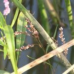 Persicaria glabra Hoja