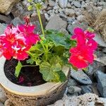 Pelargonium inquinansFlor