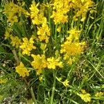 Genista sagittalis Hábito