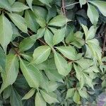 Parthenocissus quinquefolia 叶
