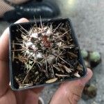 Mammillaria voburnensis 葉