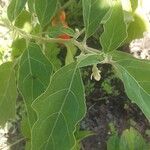 Solanum aethiopicum Листок