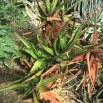 Aloe cameronii Лист