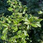 Ilex meserveae Folha