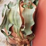 Welwitschia mirabilis Blatt
