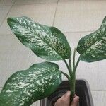 Dieffenbachia seguineLeaf