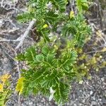 Osteomeles anthyllidifolia Leaf