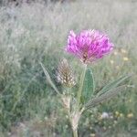 Trifolium medium花