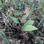 Castanea sativa Leaf