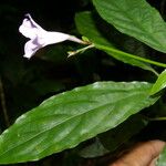 Ruellia stemonacanthoides Blomst