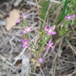 Centaurium tenuiflorum Цветок