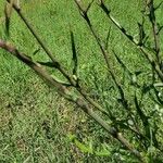 Lactuca graminifolia Кора